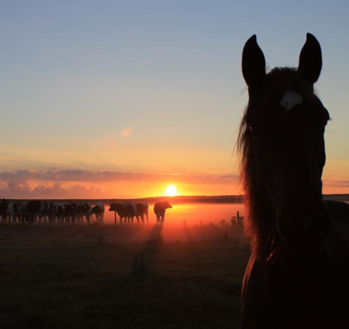 Het Zwanewater Pferd mit Sonnenuntergang