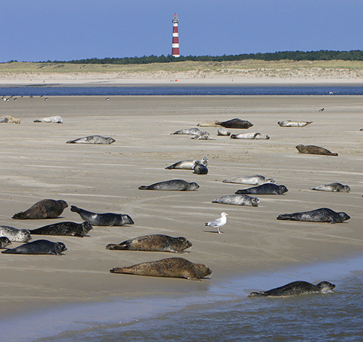 De Molenhof Strandrobben